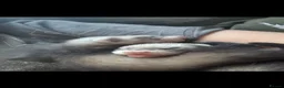 Ferret rodents for sale: Lovely male ferrets - Advert 3