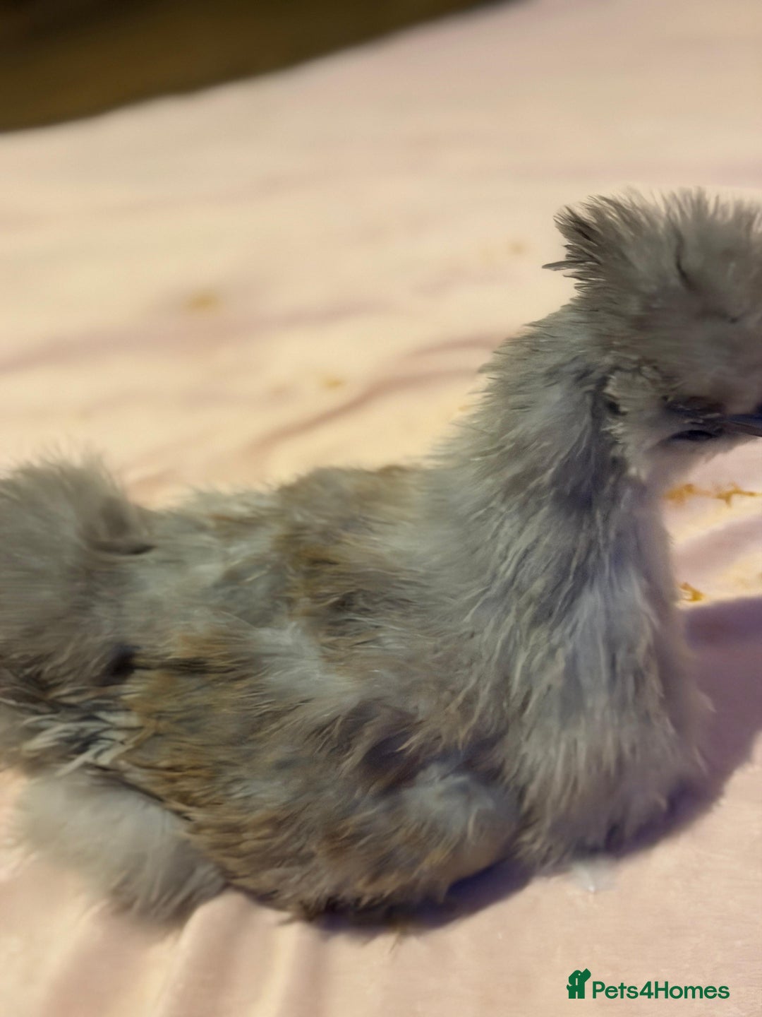 Chickens poultry for sale: 4 beautiful silkie chickens  - Advert 4
