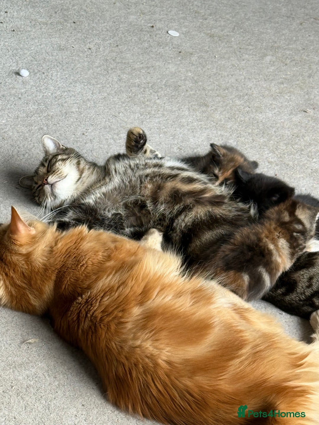 Mixed Breed cats for sale: Male and female Cat - Advert 3