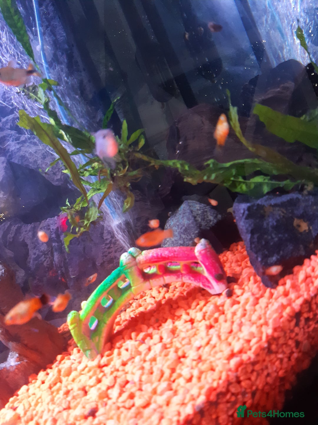 Platies fish for sale: Various sizes of babies  - Advert 9