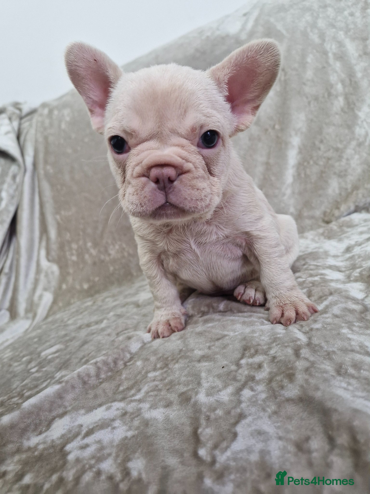 French Bulldog dogs French Bulldog Puppies  - Advert 17