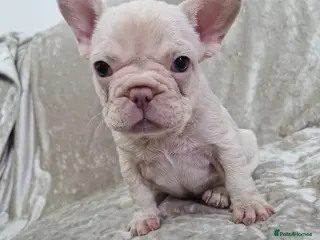 French Bulldog dogs French Bulldog Puppies - Advert 17