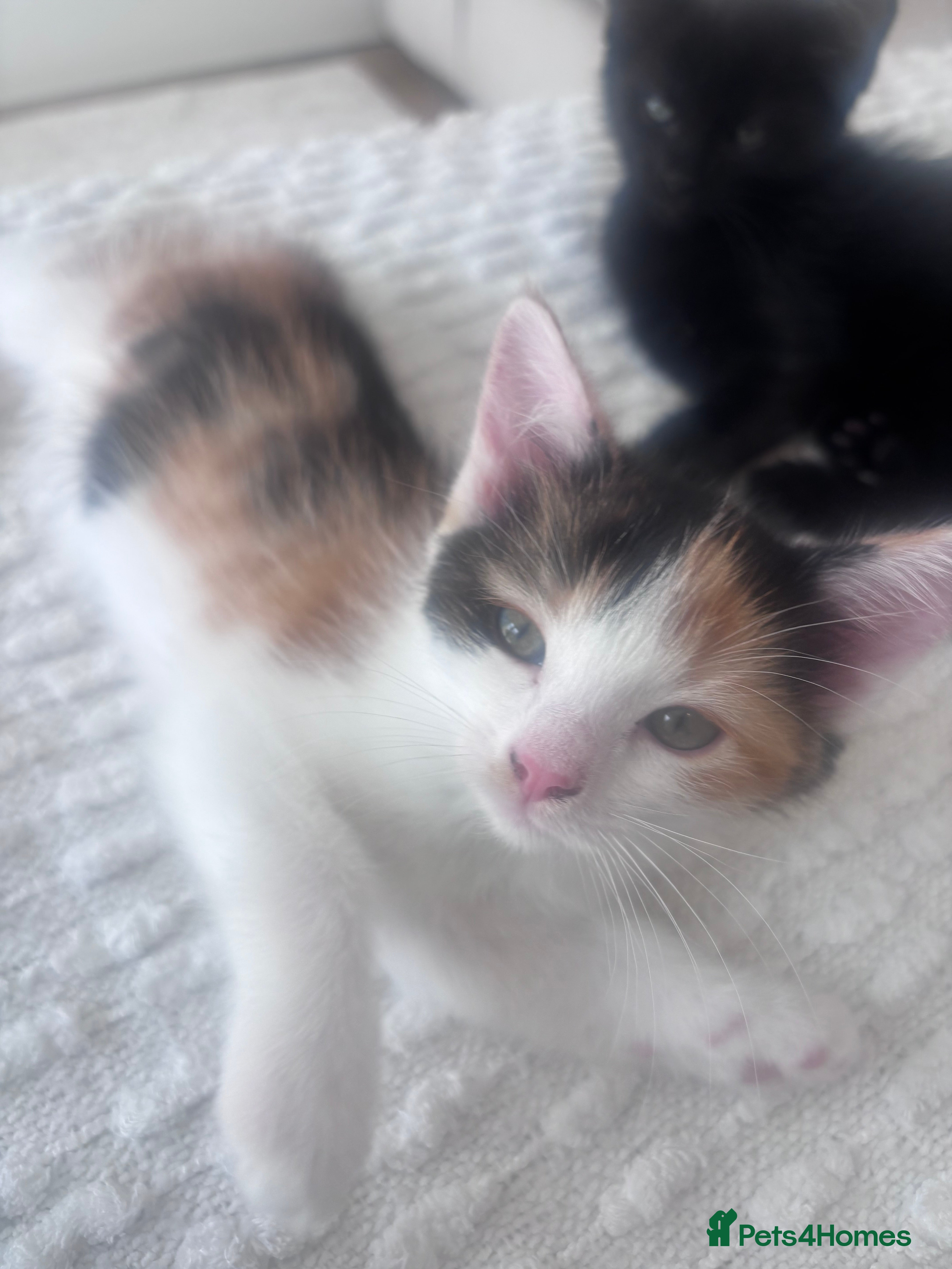 Mixed Breed cats for sale: Kittens for Sale  - Advert 4