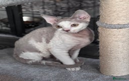 Devon Rex cats for sale: Pedigree Devons - Advert 2