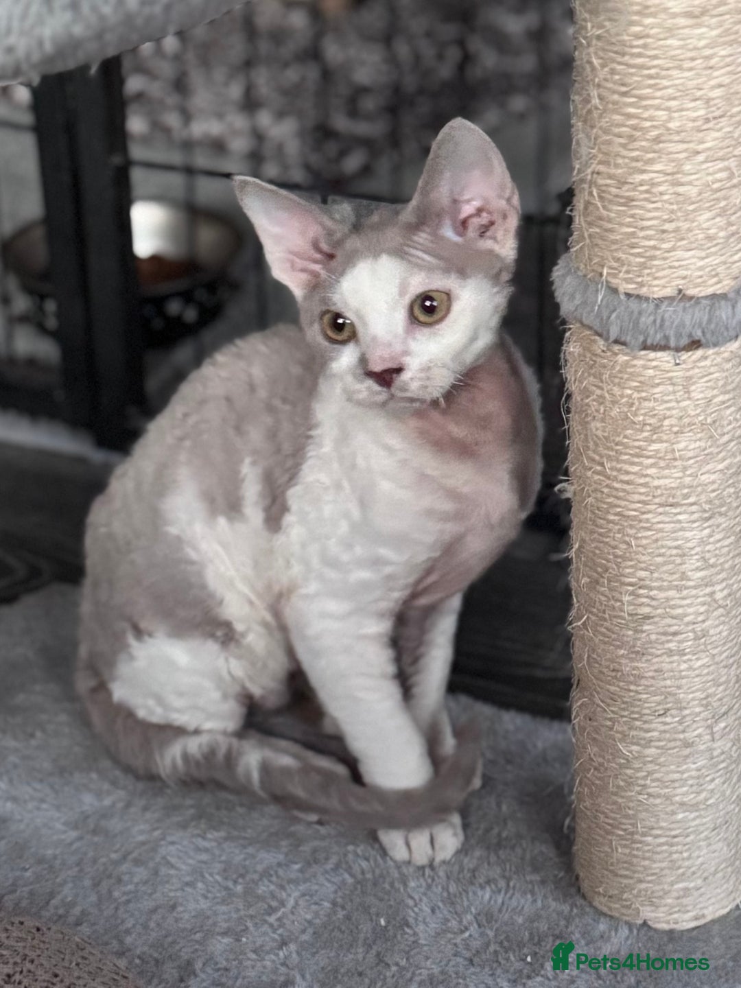 Devon Rex cats for sale: Pedigree Devons - Advert 2