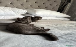 Scottish Fold cats for sale: 5 kittens Ready to find their forever homes  - Image 6