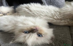 Ragdoll cats for sale: Pure Ragdoll kittens available 🐱🐾 - Image 10