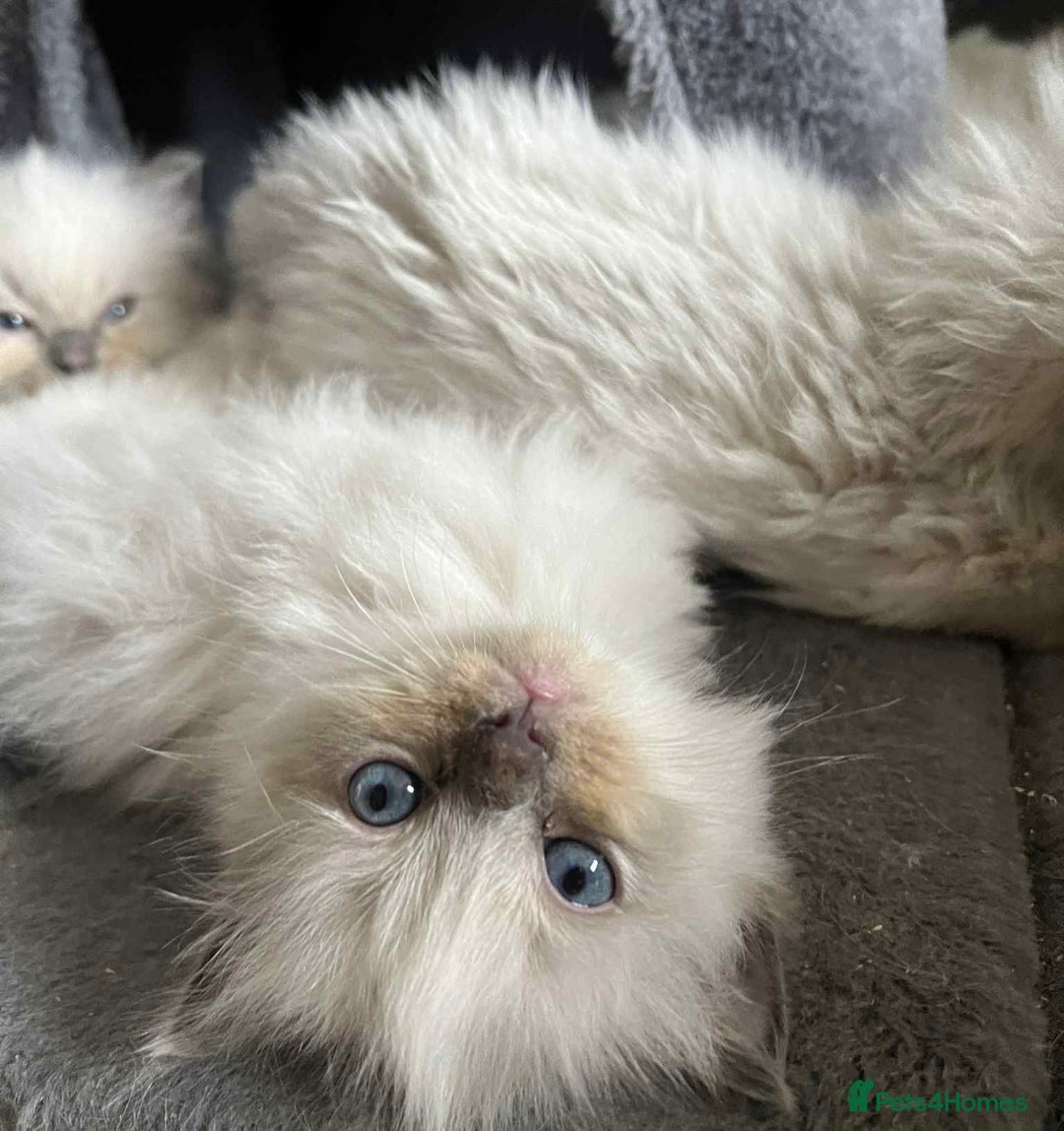 Ragdoll cats for sale: Pure Ragdoll kittens available 🐱🐾 - Image 10