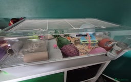 Hamster rodents for sale: Robrovski Hamster with cage - Image 4