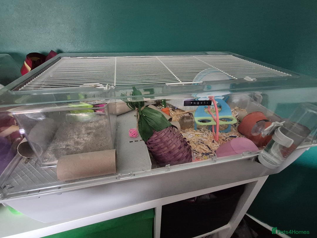 Hamster rodents for sale: Robrovski Hamster with cage - Image 4
