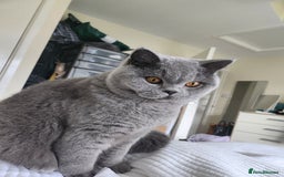 British Shorthair cats for sale: Male British Shorthair - Image 1