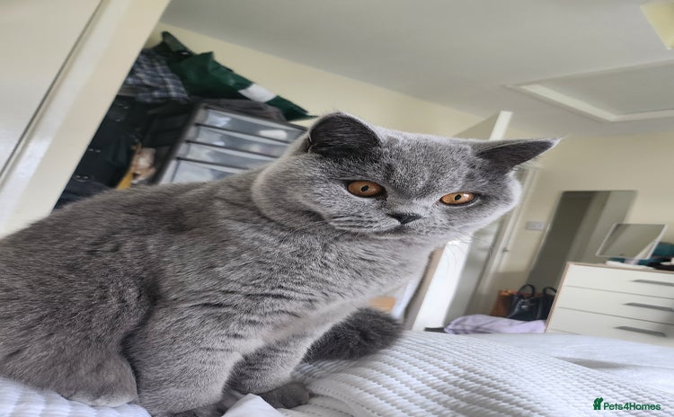 British Shorthair cats - Advert 1
