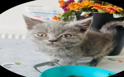 British Shorthair cats for sale: British blue short hair  - Advert 2