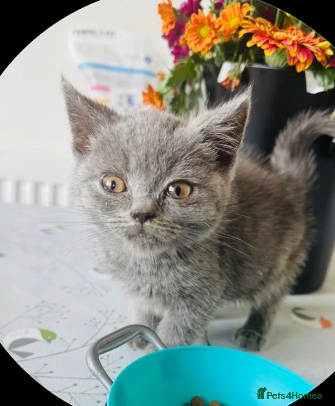 British Shorthair cats for sale: British blue short hair  - Advert 2