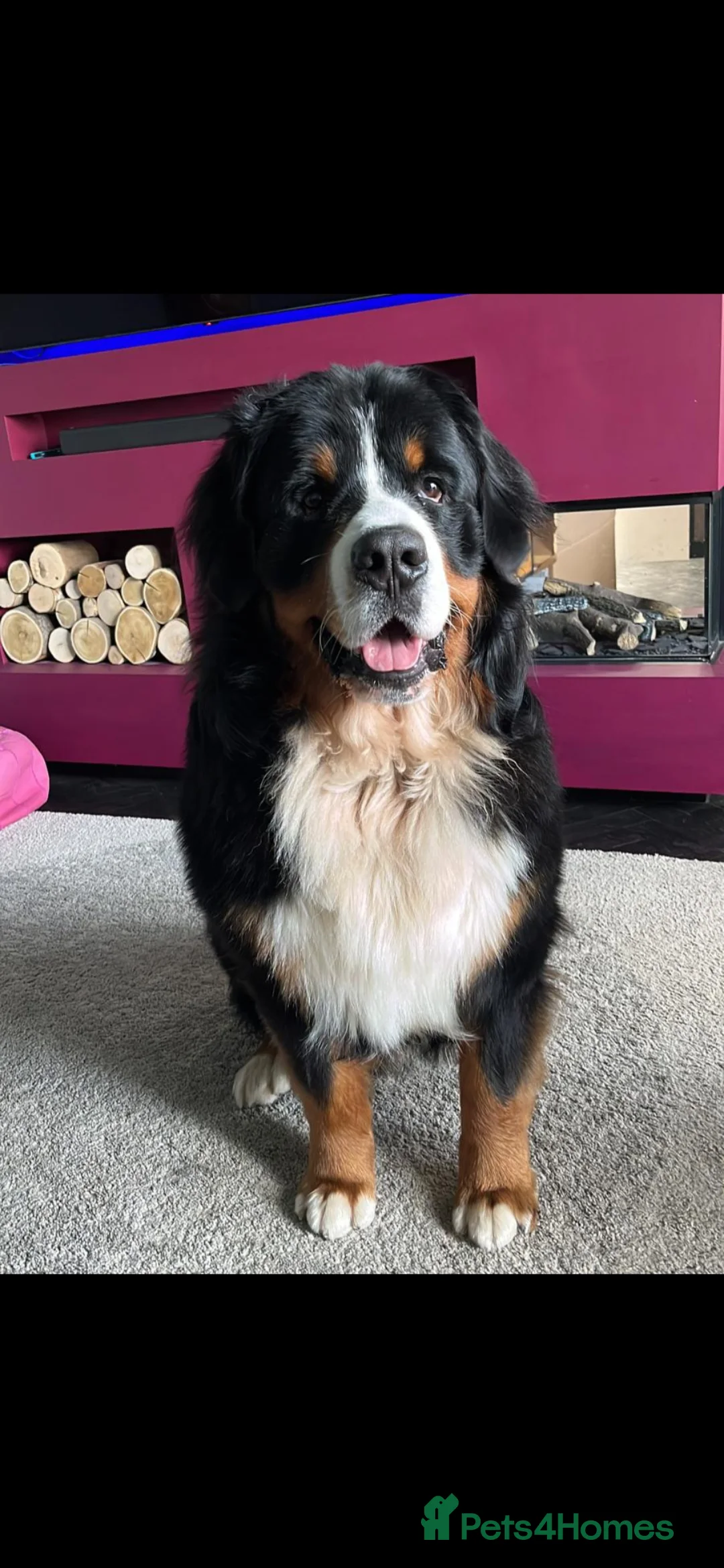 Bernese Mountain Dog dogs for stud: Proven Bernese Mountain Dog - Advert 4