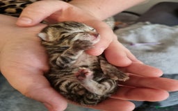 Mixed Breed cats for sale: 3 fluff balls looking for forever homes  - Image 9