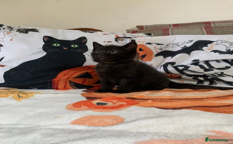 Russian Blue cats - Advert 1