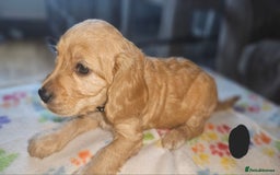 Cockapoo dogs for sale: Cockerpoo  - Image 18