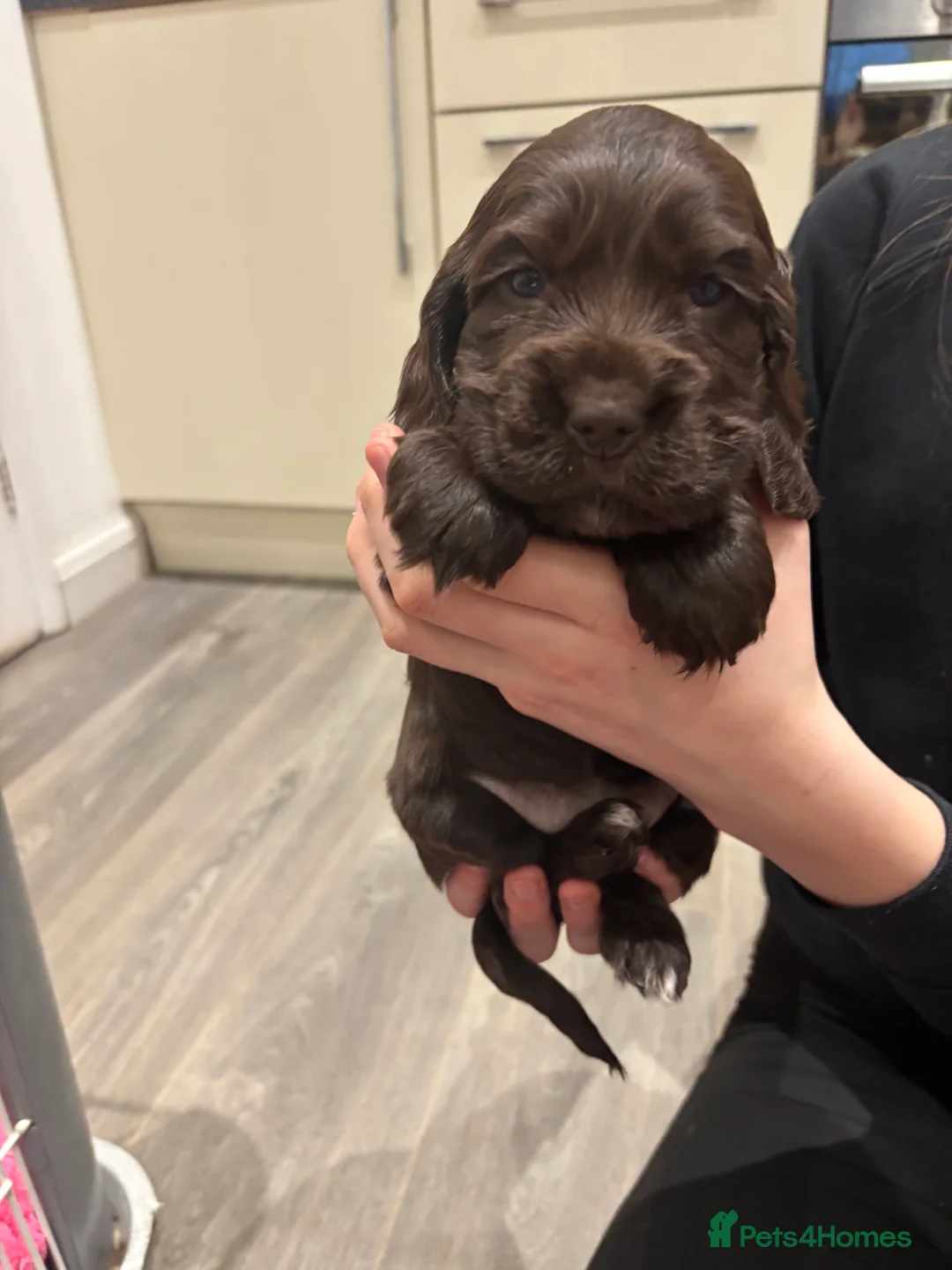 Cocker Spaniel dogs for sale: Health tested clear show cocker spaniel puppies - Advert 8