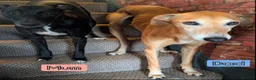 Mixed Breed dogs for sale: 8 Beautiful Saluki Whippet mixed-breed fur babies - Advert 17