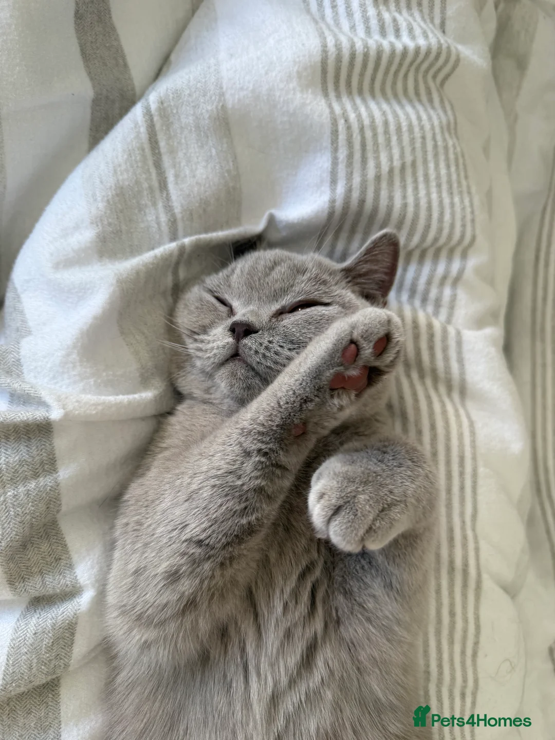 British Shorthair cats for sale: 8 month female lilac British shorthair  - Advert 6