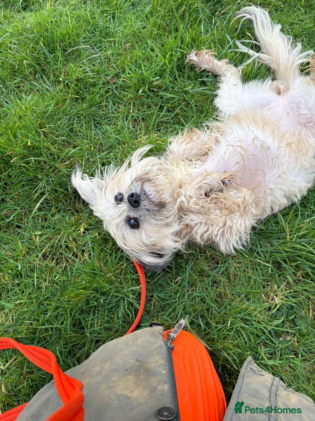 Mixed Breed dogs for adoption: Alison - Norwich Norfolk  - Advert 15