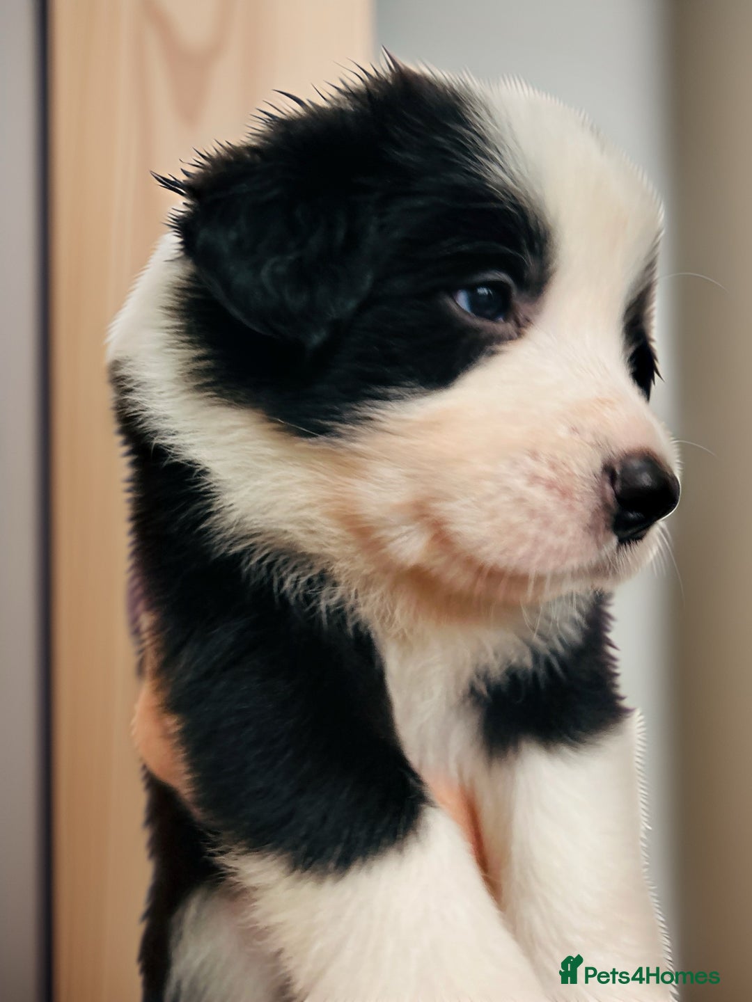 Border Collie dogs for sale: ❗️5⭐️ KC DNA tested champions LAST❗️border collie  - Advert 32