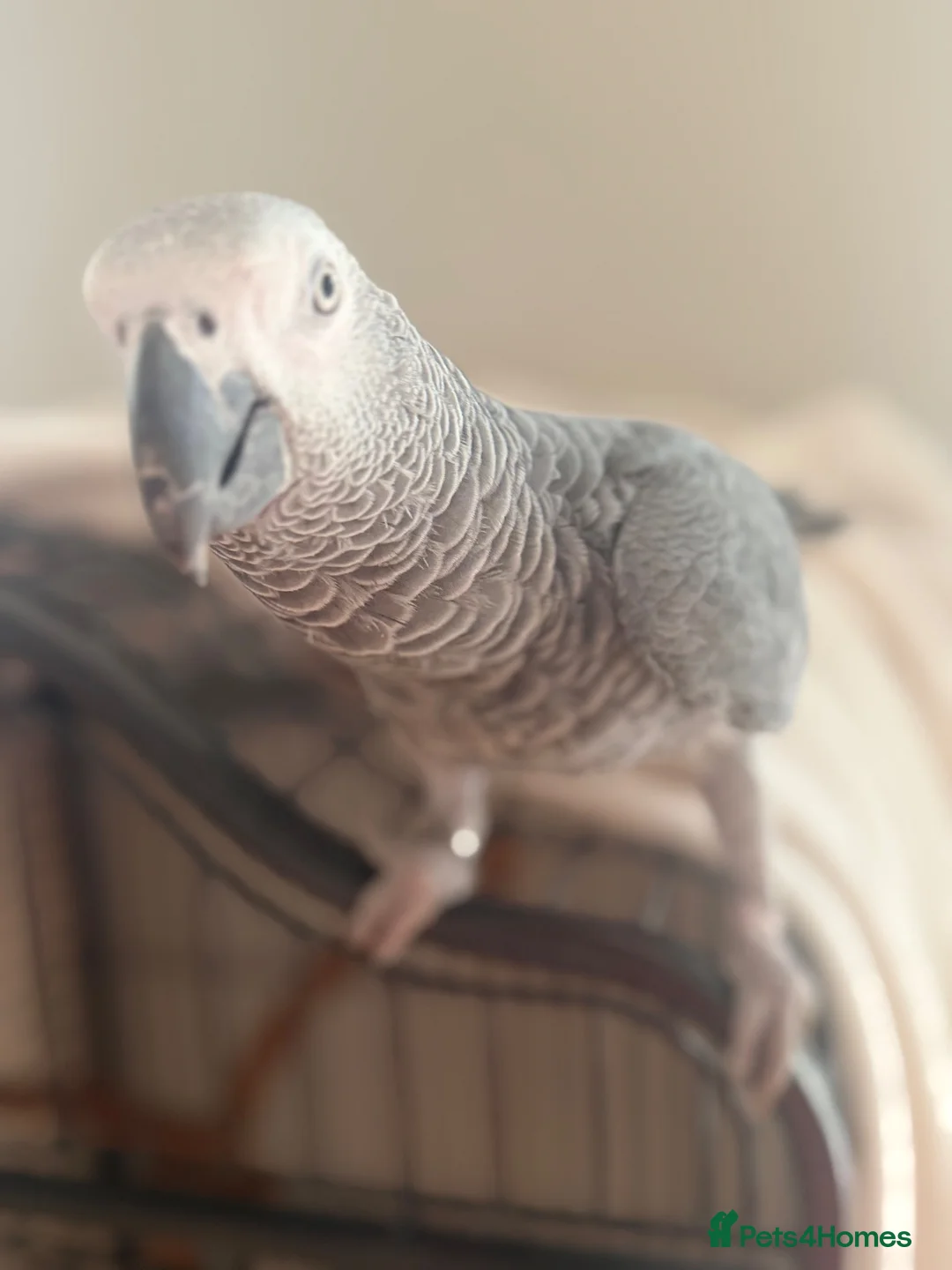Parrots birds for sale: Grey african - Advert 9