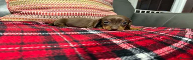 Miniature Dachshund 4