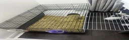 New Zealand rabbits for sale: Female rabbit  - Advert 2