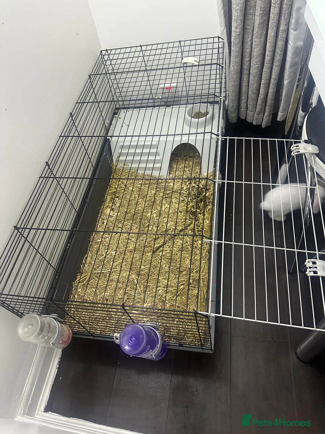 New Zealand rabbits for sale: Female rabbit  - Advert 2