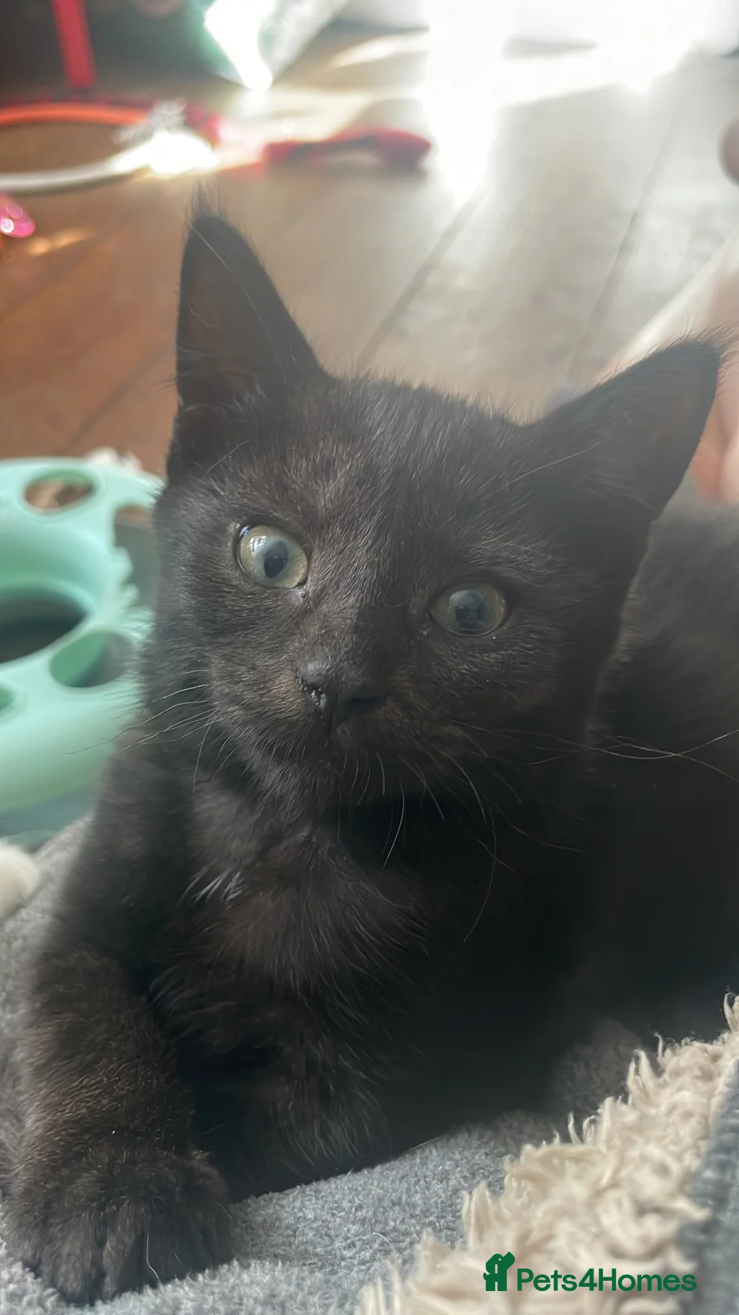 Domestic Shorthair cats for adoption: Marshmallow & Rowan, 11-12 weeks approx - Advert 3