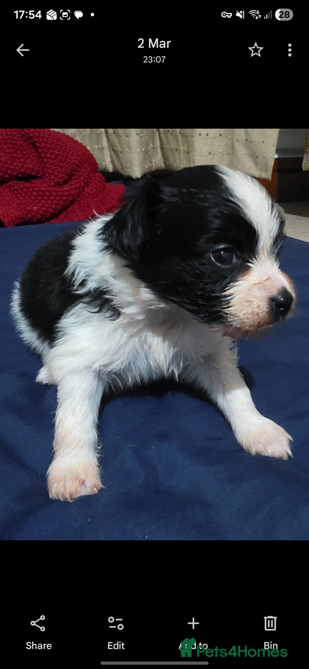 Papillon dogs for sale: Papillon puppies for sale - Advert 2