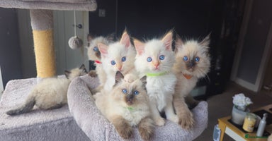 Ragdoll cats - Advert 1