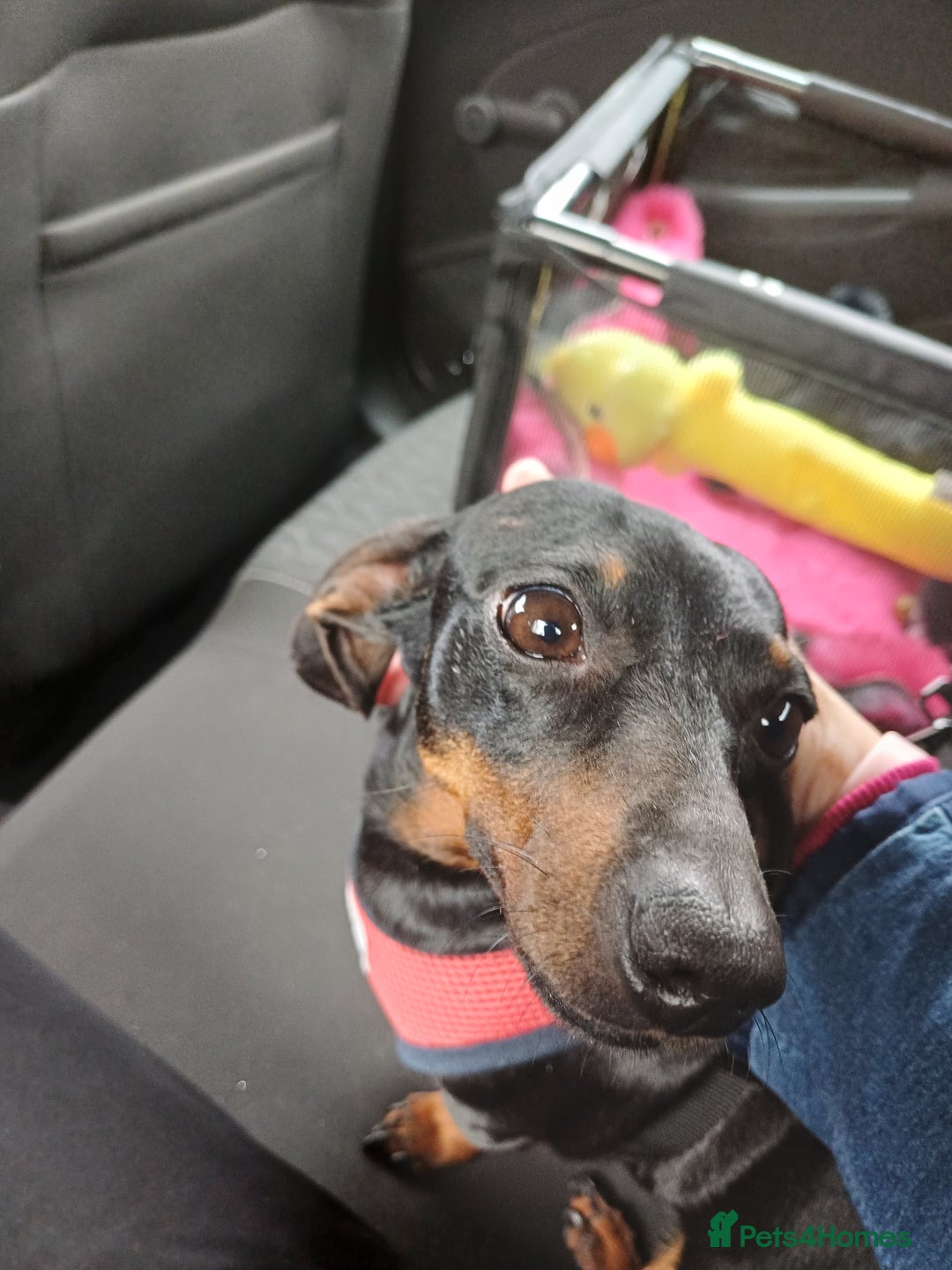 Miniature Dachshund dogs for sale: Beautiful Miniature Dachshund - Advert 1