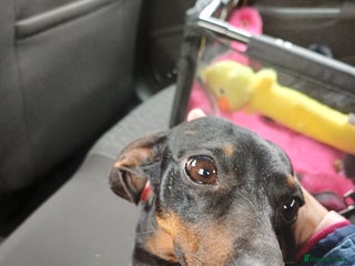 Miniature Dachshund dogs for sale: Beautiful Miniature Dachshund - Advert 1