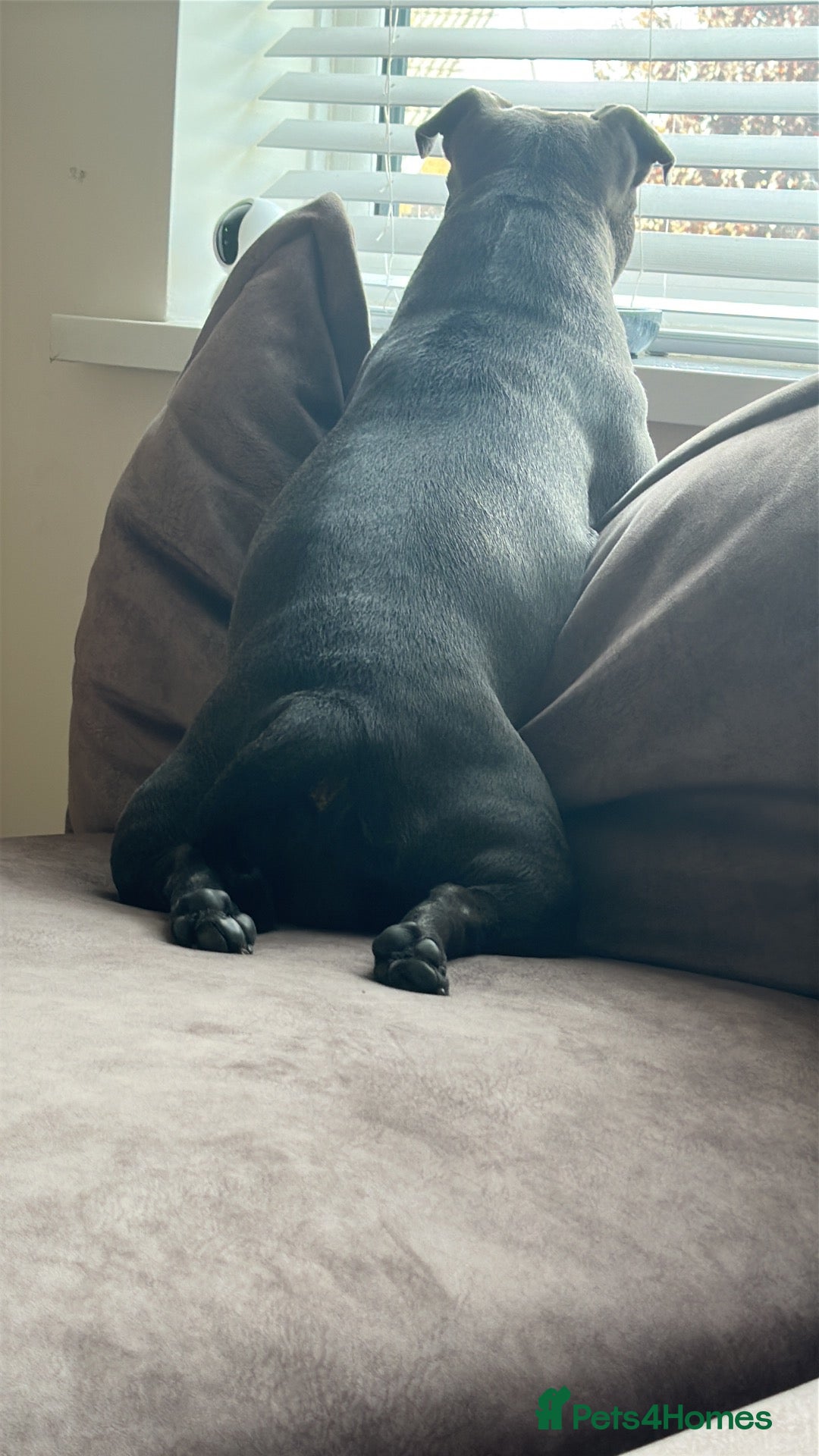 Staffordshire Bull Terrier dogs for sale: Staffordshire Bull Terrier Puppies Due December 26 - Advert 2