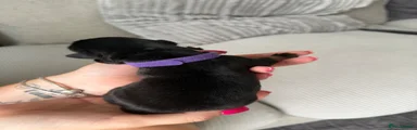Purple collar girl 
