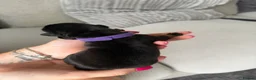 Rottweiler dogs for sale: Beautiful German bloodline Rottweiler puppies - Advert 23