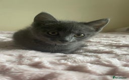 Ragdoll cats for sale: Ragdoll X Maine Coon Kittens  - Image 13