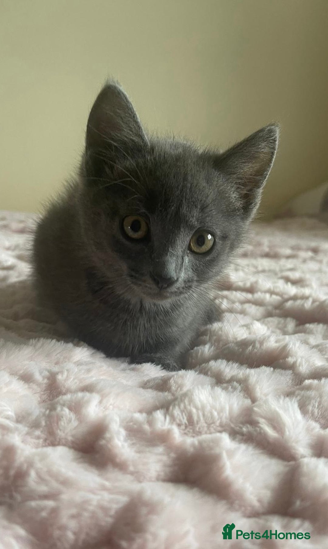Ragdoll cats for sale: Ragdoll X Maine Coon Kittens  - Image 13