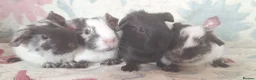 Guinea Pig rodents for sale: MEADOW SIDE CAVIES BABY GUINEA PIGS HEREFORDSHIRE  - Advert 16
