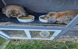 Mini Lop rabbits for sale: 2 male mini lops rabbits for sale  - Image 1