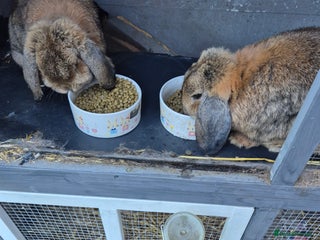 Mini Lop rabbits - Advert 37