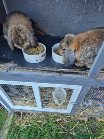 Mini Lop rabbits - Advert 3