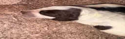 Sprocker dogs for sale: Puppy’s  - Advert 5