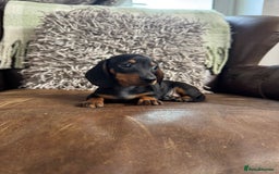 Dachshund dogs for sale: Miniature Dachshund Puppies  - Image 8
