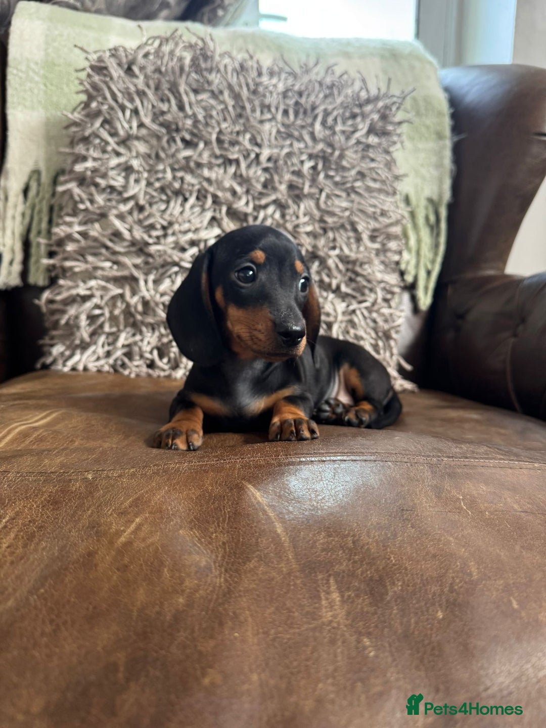 Dachshund dogs for sale: Miniature Dachshund Puppies  - Image 8