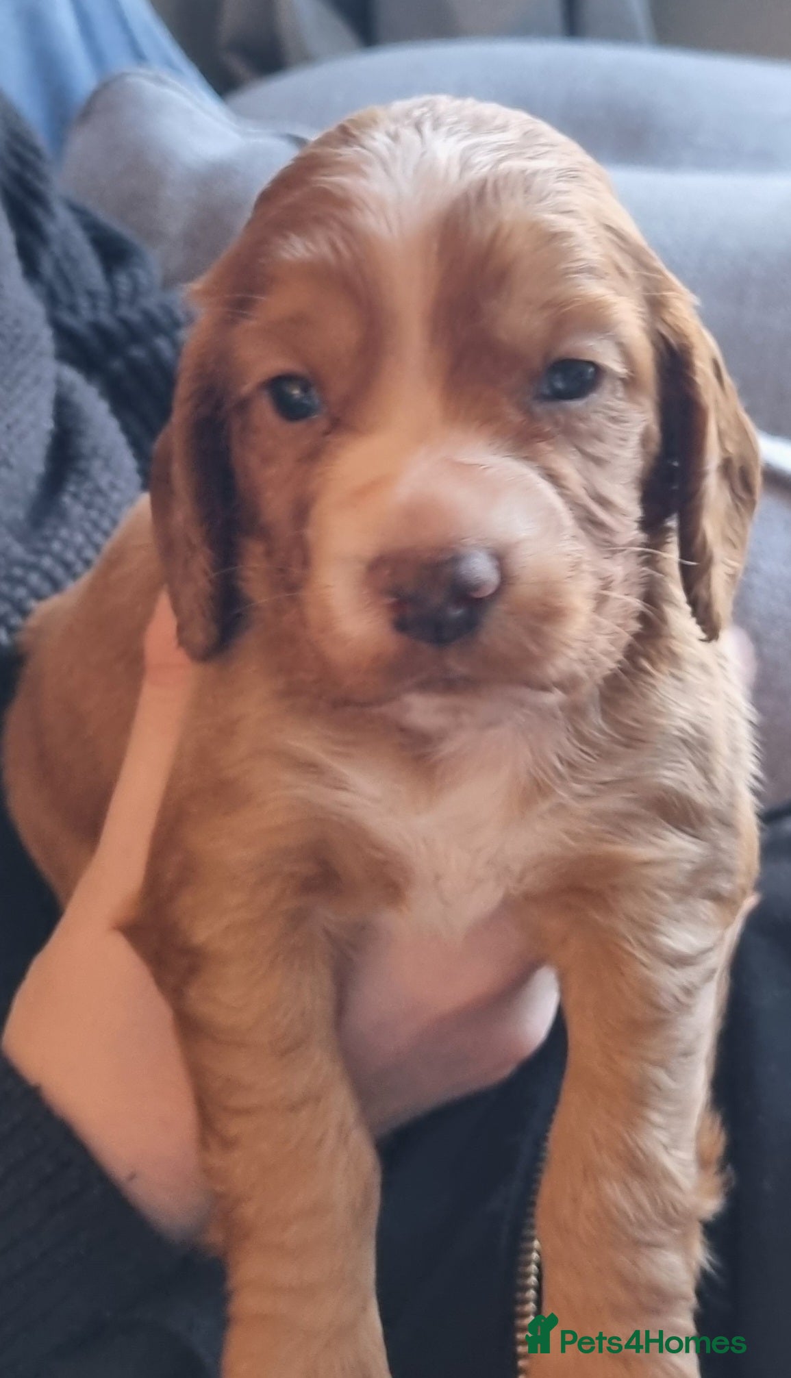 Cocker Spaniel dogs Adorable cocker spaniel puppies - Advert 2