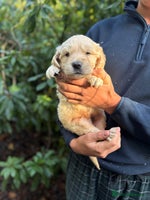 Golden Retriever dogs Four gorgeous boys available - Advert 2
